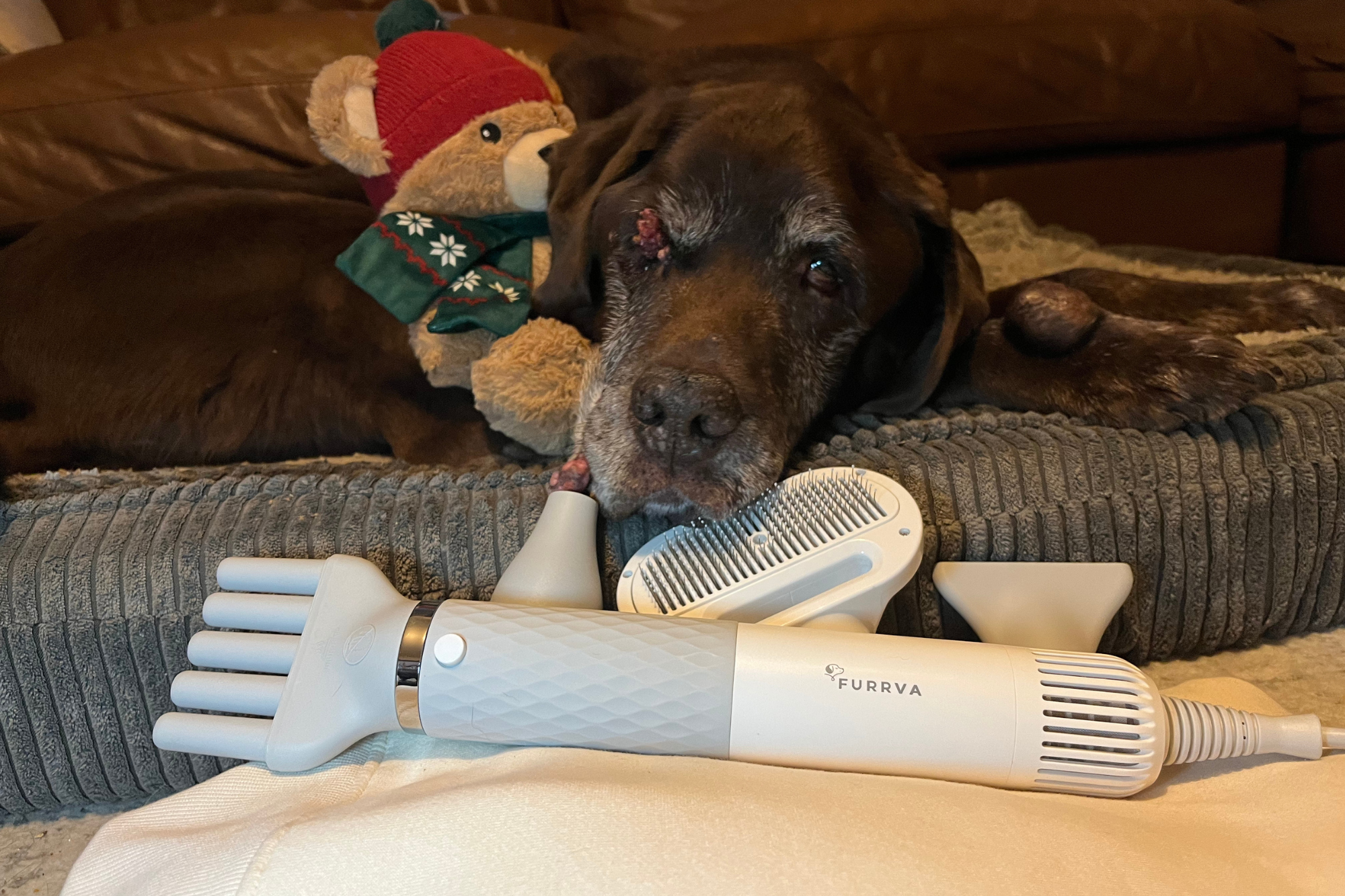 The Best Way to Use the Furrva Smart Pet Dryer