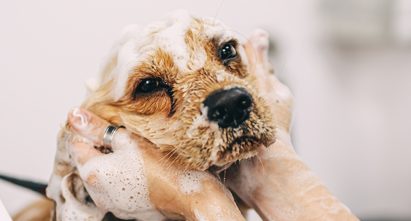 5 Common Dog Grooming Mistakes (and How to Avoid Them)