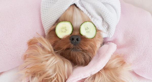 How to Create a Calming Grooming Routine for Your Dog